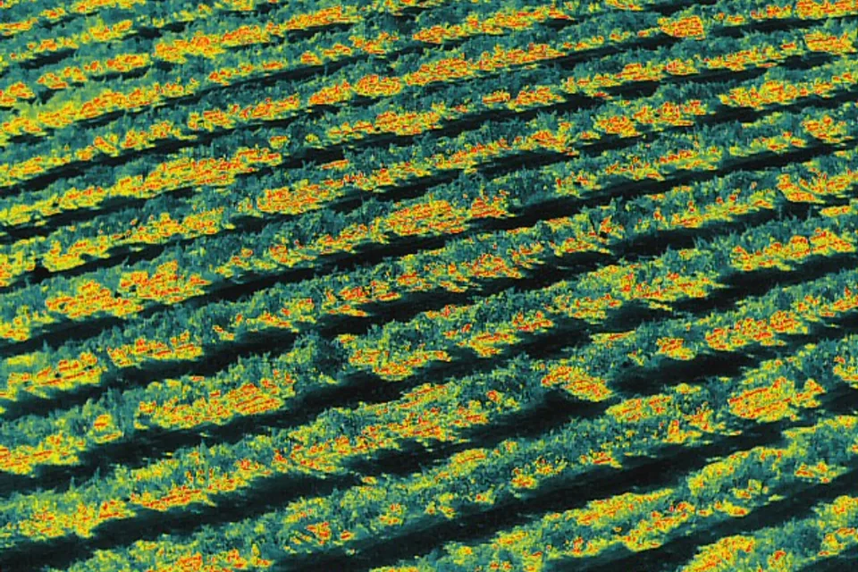 Captura térmica real de la misma zona agrícola