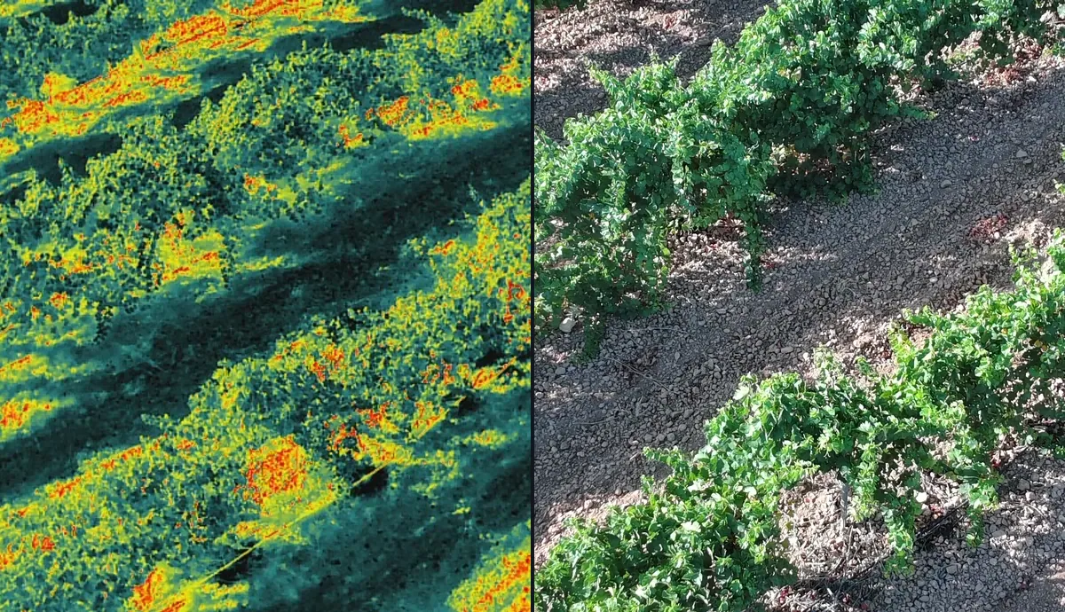 Comparativa térmica y RGB de una zona de cultivo