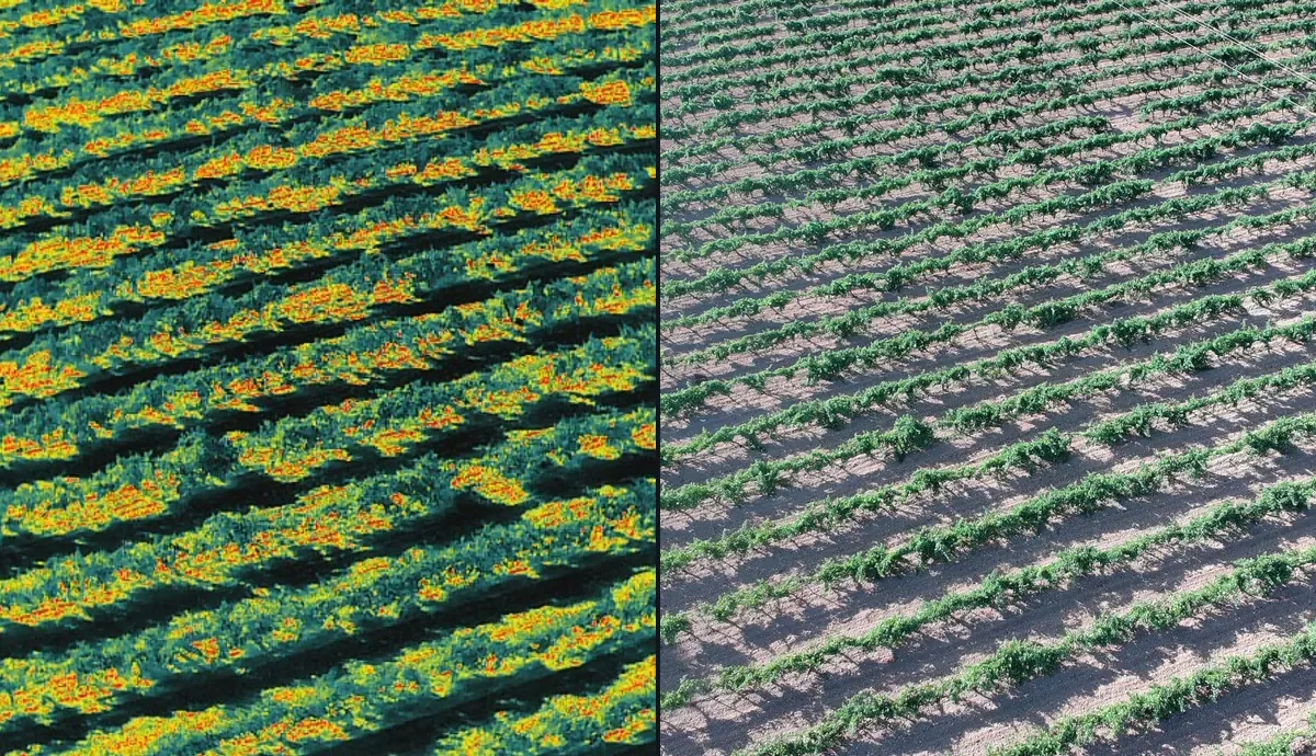 Comparativa térmica y RGB de un viñedo